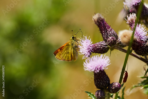 Butterfly on flower