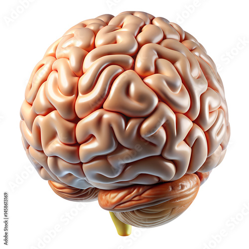 3d rendered illustration of human brain isolated on white background. PNG Transparent.