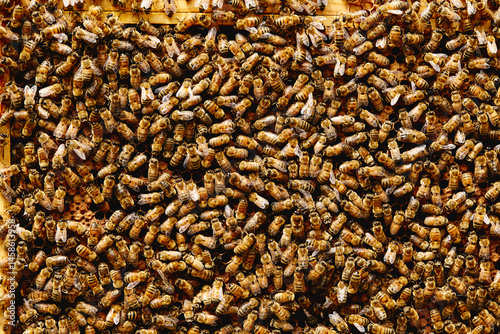 Worker bees in a hive
