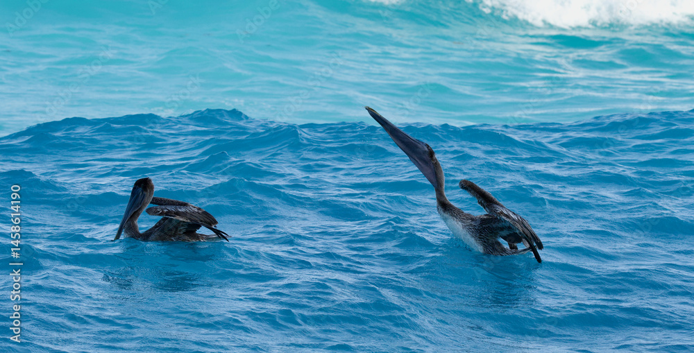 Obraz premium Two pelicans fishing in the water 