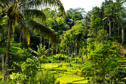 Obraz na plátně Beautiful rice terraces in Tegalalang in Bali, Indonesia