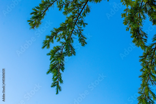 branch of coniferous tree against blue sky, beautiful bright blue color background