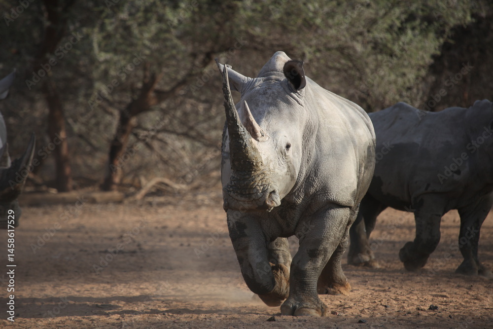 Naklejka premium Game drive in Namibia.
