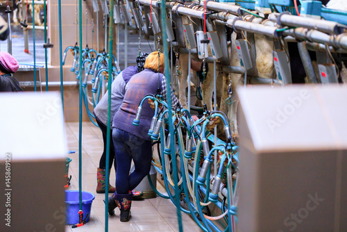 Obraz na płótnie Automated dairy farm milking parlor with cows positioned in stalls. A worker operates specialized milking equipment, surrounded by pipes, hoses, and mechanical components for milk extraction. w salonie