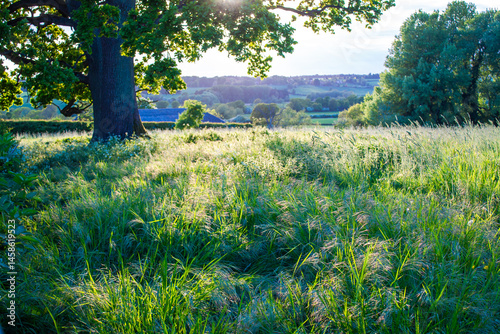 sunset in the forest and field