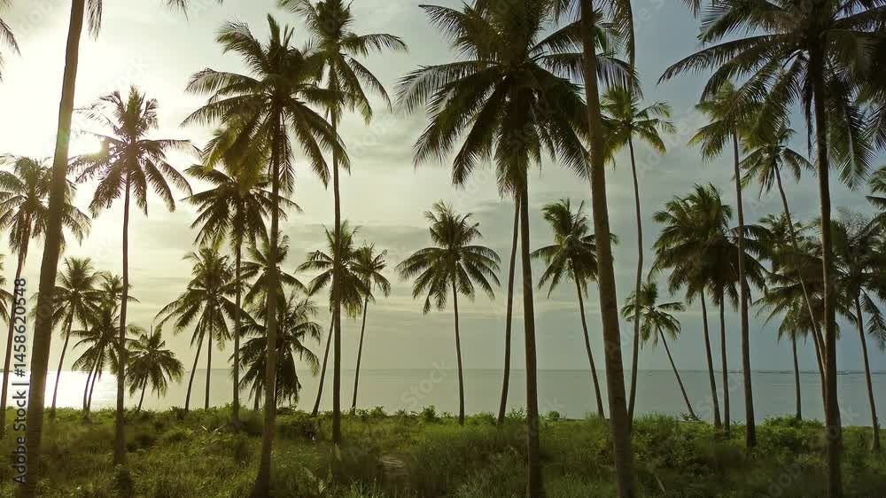 Moving to sea between coconut palm trees on tropical island at sunset, 4k Moving to sea between coconut palm trees on tropical island at sunset, 4k