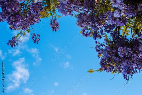 lilac wisteria branch with blue sky