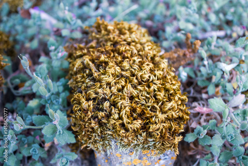 moss on the rocks with green plants