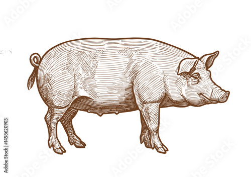 Sketch pig. Hand-drawn vector illustration