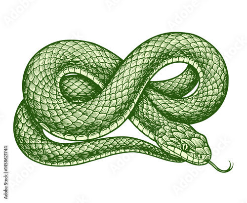 Vintage Snake Engraving Illustration