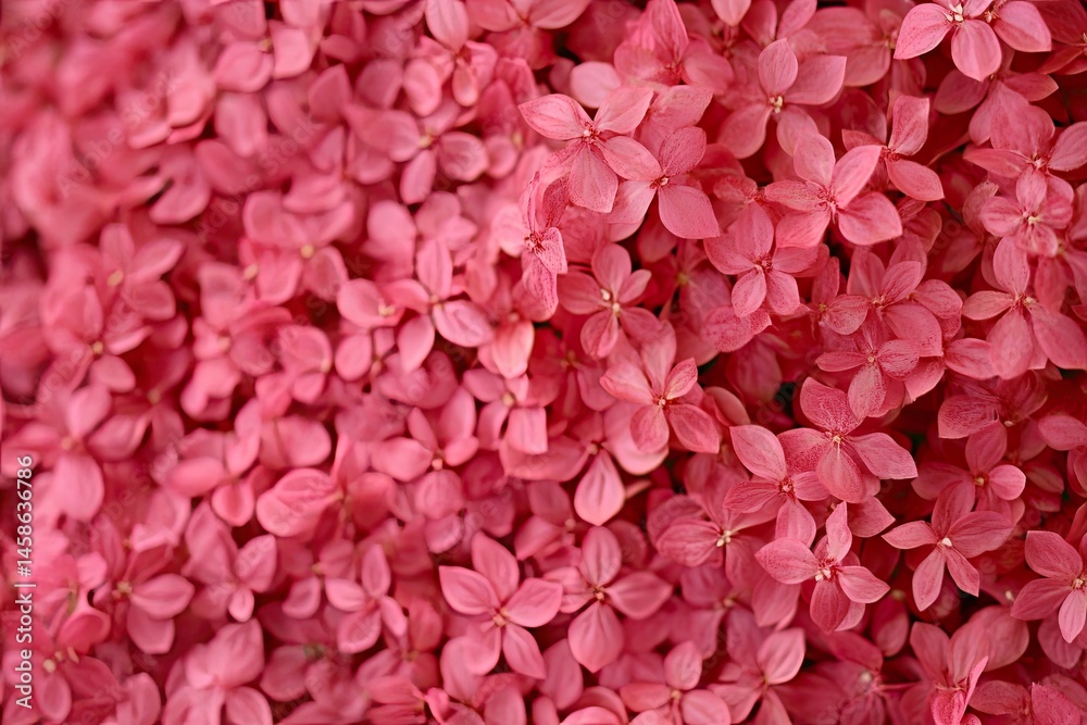 Close-up view of vibrant pink flowers Close-up view of vibrant pink flowers