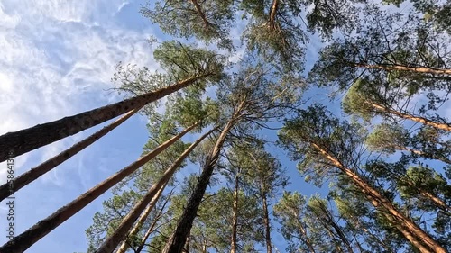 The tree crowns sway in the wind