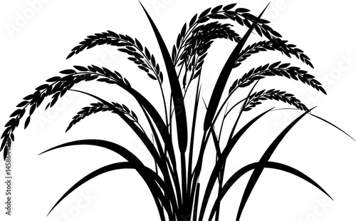 paddy plant silhouette design vector art illustration
