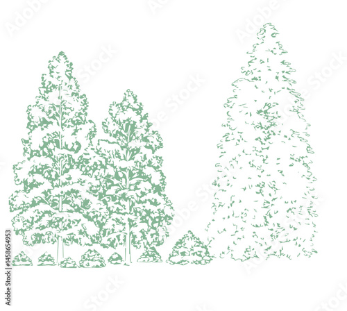 A detailed architectural drawing of a dense forest elevation, featuring a variety of deciduous and coniferous trees with intricate line work and fine textures.