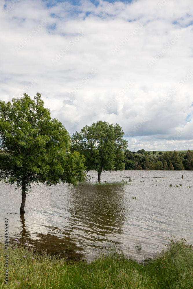 Obraz premium Árbol sobre el lago