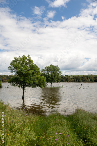 Árbol sobre el lago