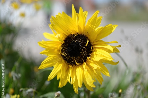 Gorgeous blooming ornamental sunflower with open bright yellow petals and dark center in a field on a sunny day, Close up, SELECTIVE FOCUS