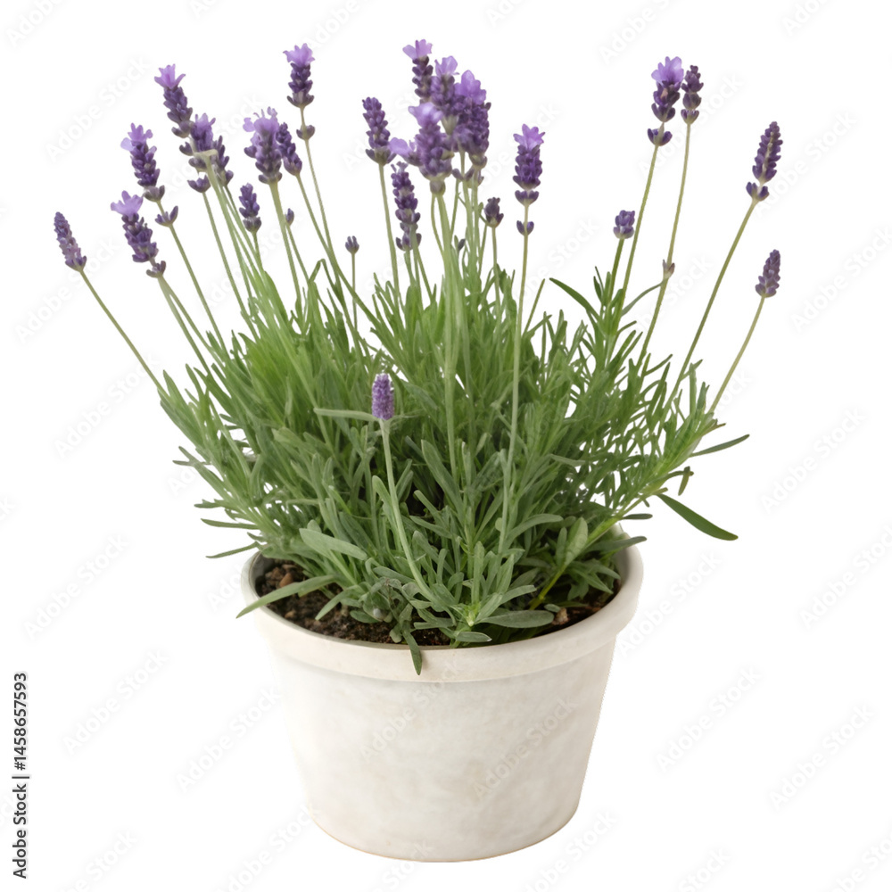Fototapeta premium Lavandula hidcote in pot isolated on transparent background