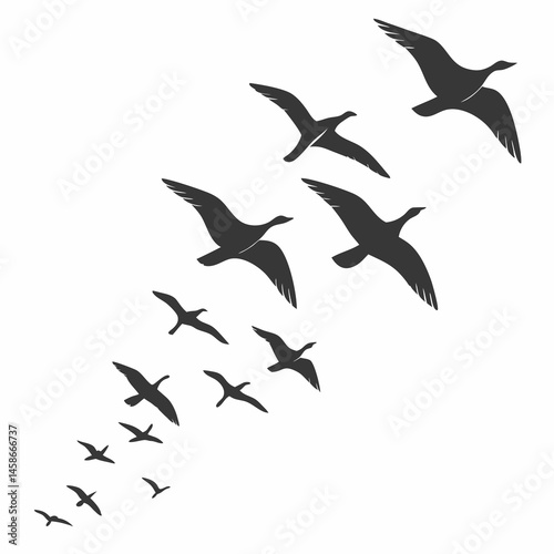 Majestic Geese in Flight A Stunning Silhouette of Birds Soaring Nature s Freedom Wildlife Avian Migration Birdwatching