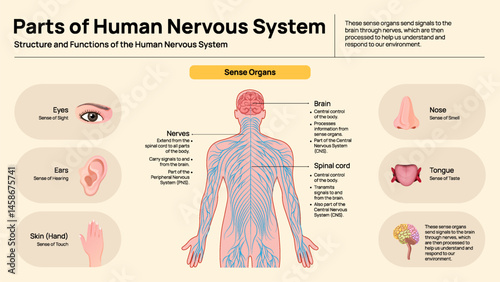 Parts and Functions of the Human Nervous System – Sense Organs Explained