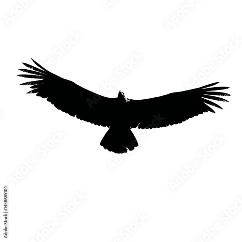 Solid black silhouette of a condor soaring, Vector Graphic
