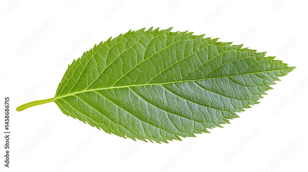 Fototapeta premium Close-up of a vibrant green leaf showcasing its intricate texture and structure