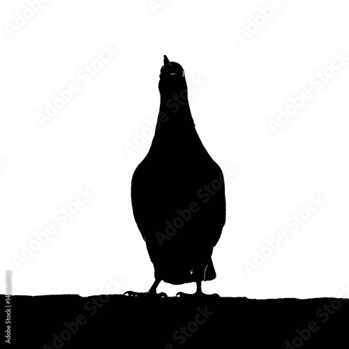 Solid black silhouette of a pigeon cooing, Vector Graphic
