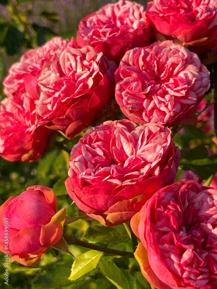 Red roses in the rays of the sun in the garden Red roses in the rays of the sun in the garden