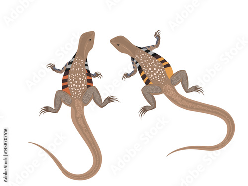 Leiolepis ngovantrii on white background