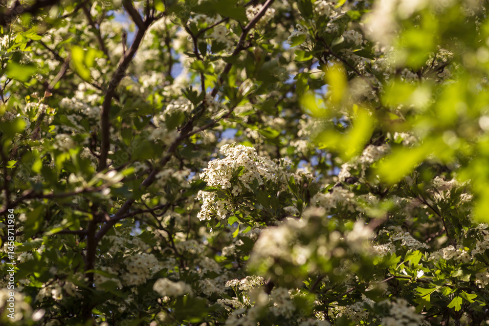 blooming apple tree blooming apple tree