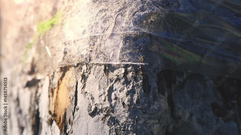 A close-up of ants carrying aphids unable to get past sticky tape wrapped around a tree trunk illustrates a natural method of pest control in the garden