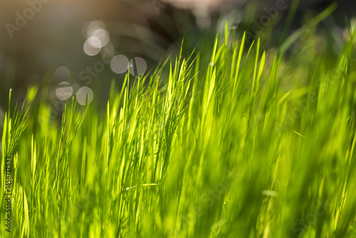 Fototapeta Naklejka Na Ścianę i Meble -  dew on grass