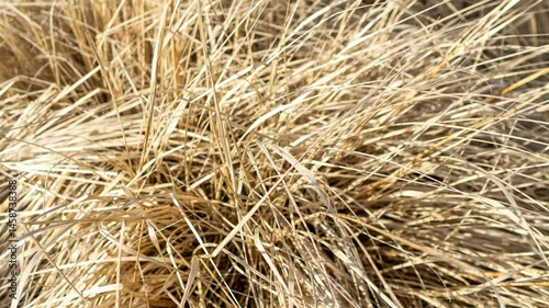 brown dry grass. background or texture
