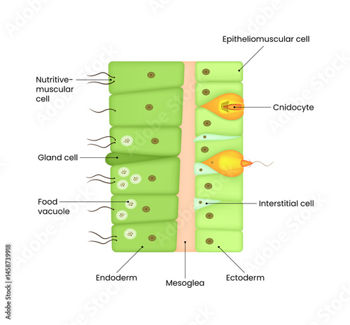 Anatomy of Hydra Cellular Structure
