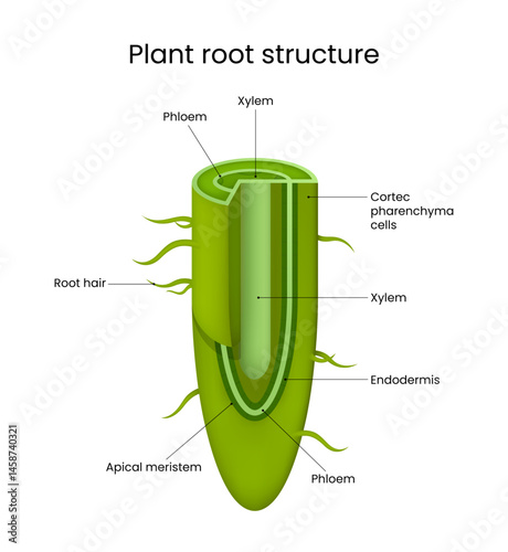 Detailed Plant Root Structure Diagram for Educational Purposes