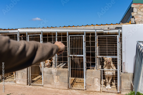 Quadro su tela Worker pointing at hunting dogs in kennel cages on a sunny day