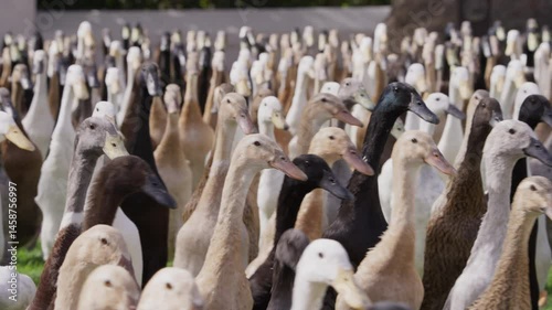 A flock of free-range Indian Runner ducks strolls in unison across a lush green lawn, their upright posture and colorful feathers adding life to the peaceful surroundings.