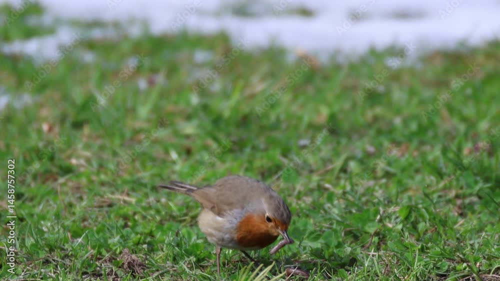 An adult European robin (Erithacus rubecula) stands on the green grass and eats a earthworm on a cloudy spring day. An adult European robin (Erithacus rubecula) stands on the green grass and eats a earthworm on a cloudy spring day.