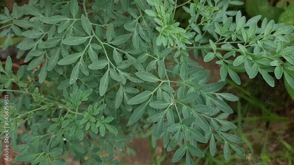 common rue herb ornamental plant