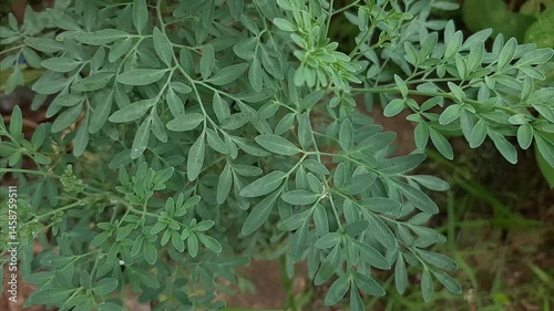 common rue herb ornamental plant