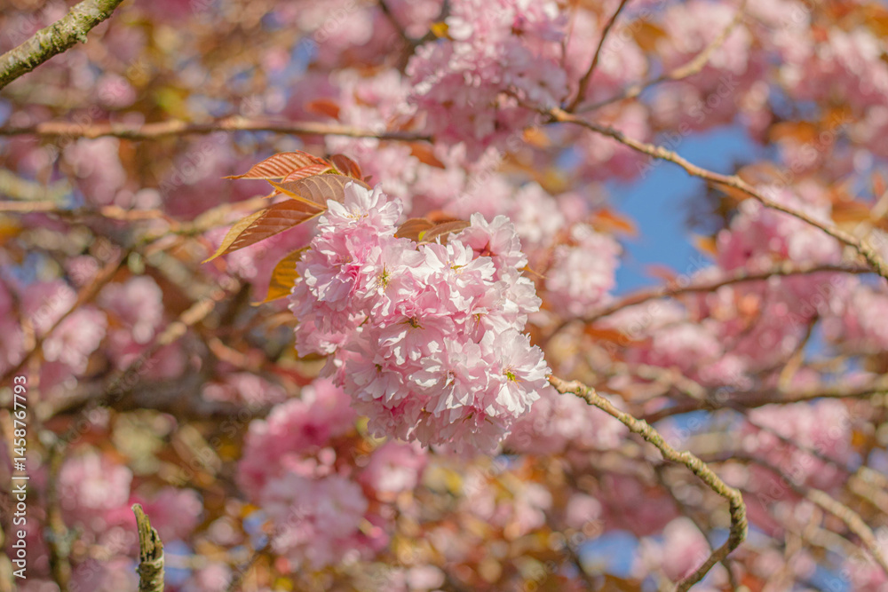 Pink cherry blossom flowers on a clear sunny day