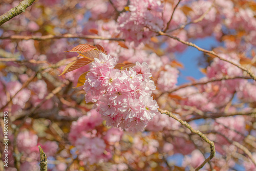 Obraz na płótnie Pink cherry blossom flowers on a clear sunny day w salonie