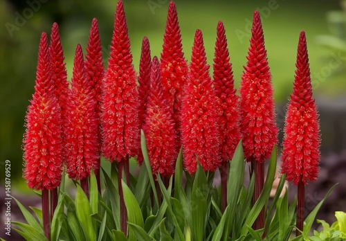 Vibrant red pointed flowers in clusters.  Detailed close-up of many  red blossoms on slender stalks