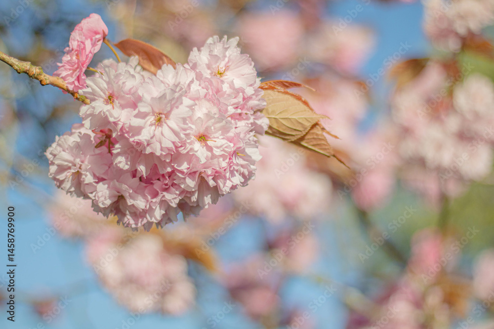 A branch of pink sakura against the background of a blossoming tree on a clear sunny day