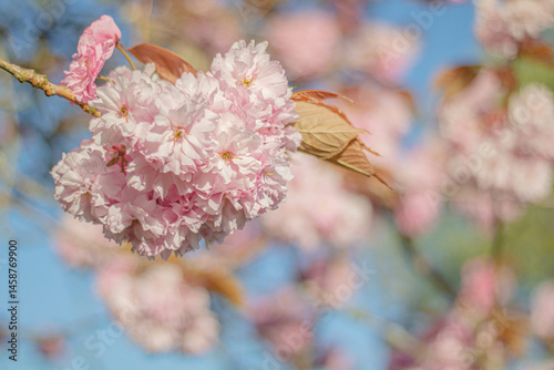 Obraz na płótnie A branch of pink sakura against the background of a blossoming tree on a clear sunny day w salonie
