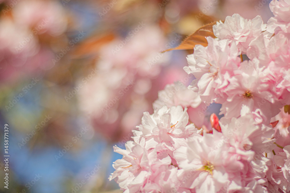 Fragile pink cherry blossoms blooming in the foreground