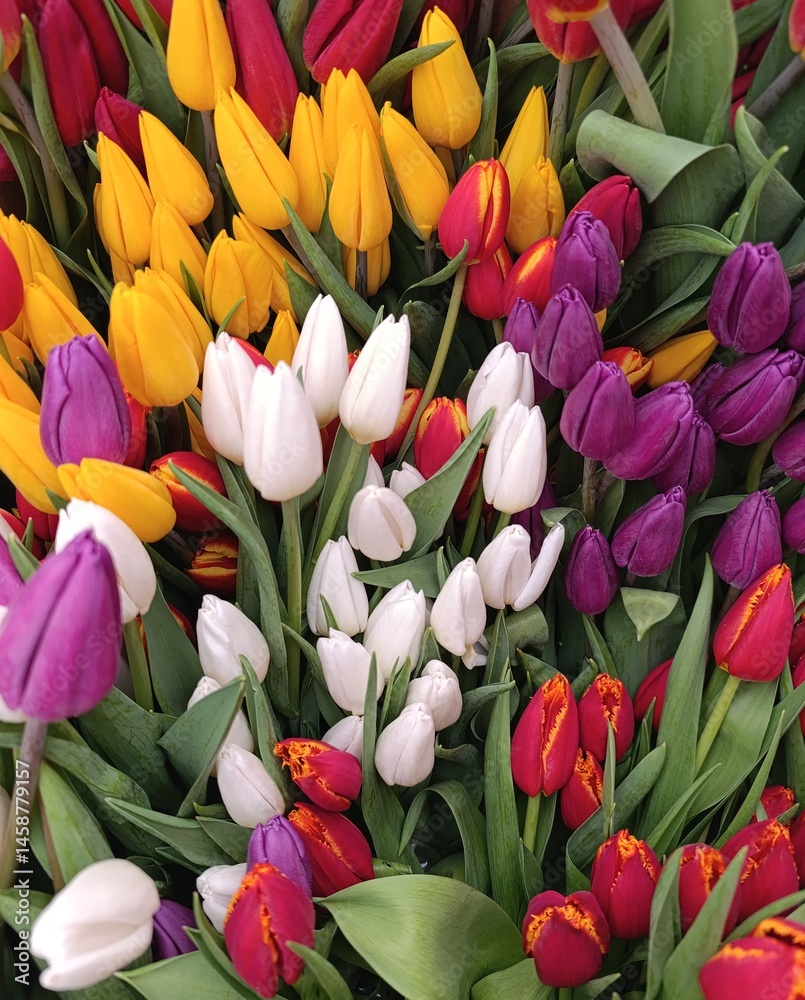 multicolored, red, yellow, white, purple, tulips, bouquet of tulips, floral background