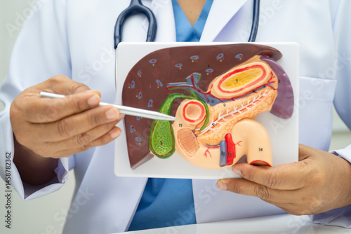 Liver with gallbladder, pancreas spleen and duodenum, Asian doctor holding human anatomy model for study diagnosis and treatment in hospital.