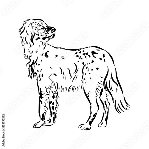 Decorative portrait of standing in profile English Setter, vector isolated illustration