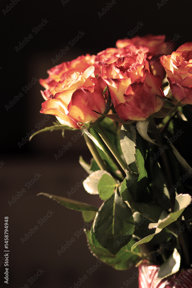 Obraz premium Beautiful red and pink Roses for cards or background a symbol for Spring and Summer 